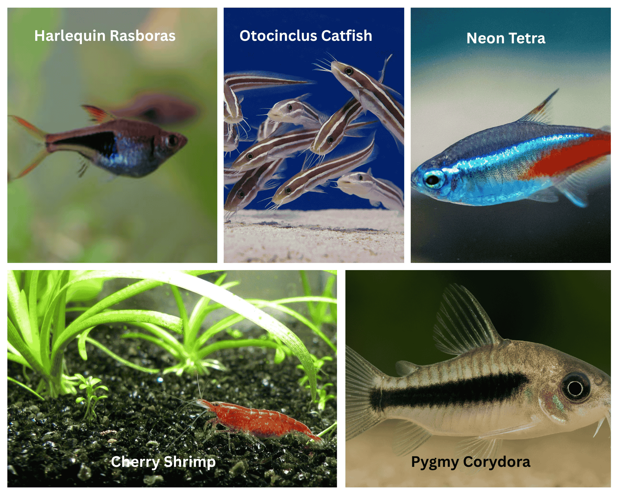 Best peaceful tank mates for Dwarf Gourami in a 10-gallon tank – collage showing Pygmy Corydoras, Neon Tetras, Harlequin Rasboras, Otocinclus Catfish, and Cherry Shrimp