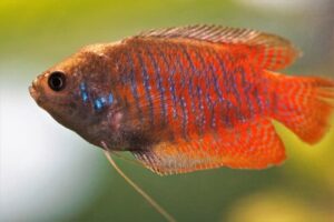 Dwarf Gourami in a 10-gallon peaceful aquarium setup