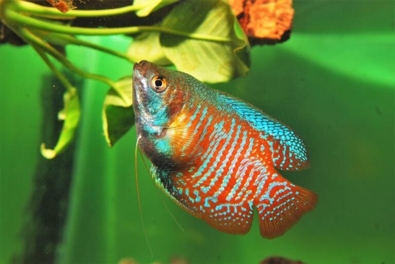 dwarf gourami fish in a planted freshwater aquarium