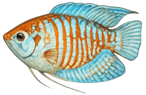 Dwarf Gourami