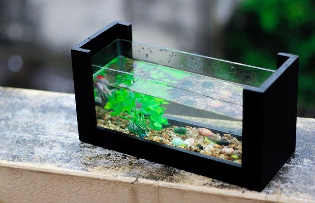 Aquarium Setup