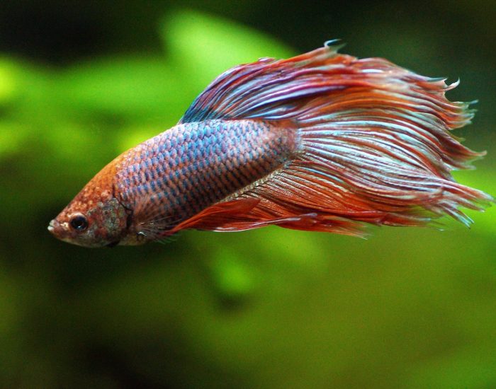 Betta Fish Betta Fish