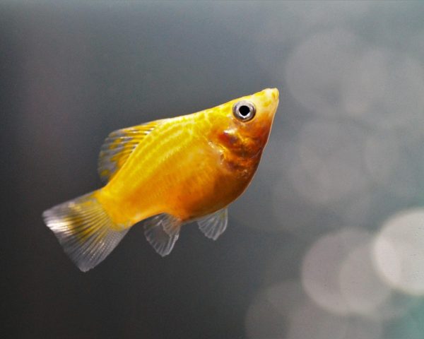 Molly Molly fish