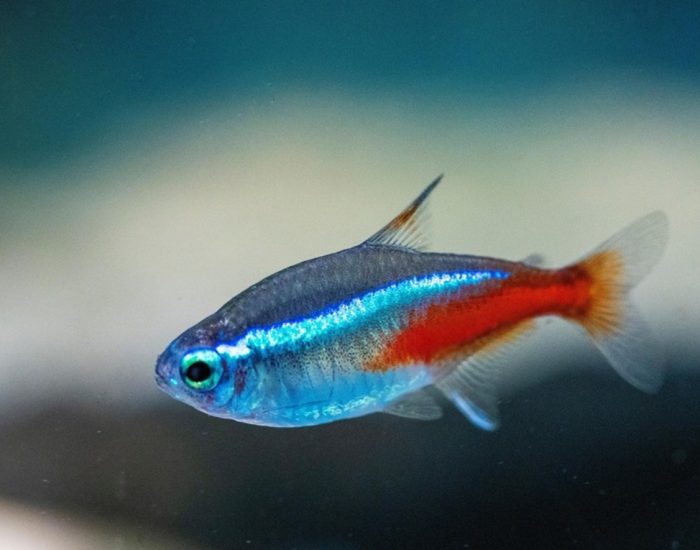 Neon Tetra Fish Neon Tetra Fish