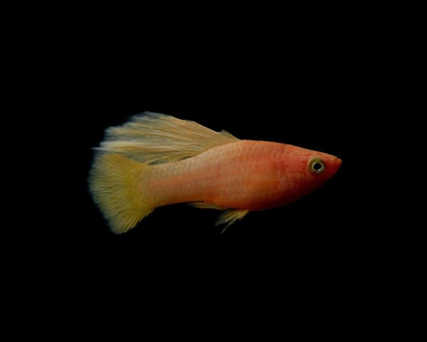Platies Fish Platies Fish